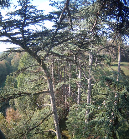 taille de haies creuse, taille de haies haute-corrèze